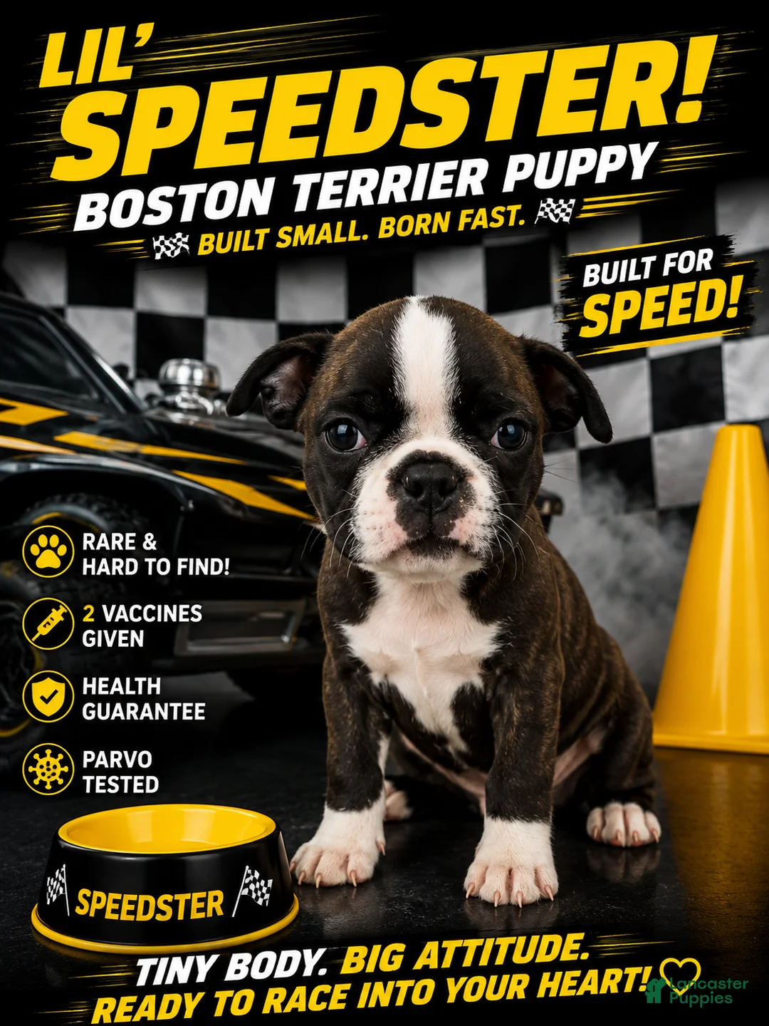 Mixed Breed dogs for sale: Boston terrier pug Breed 6 - Ad 1