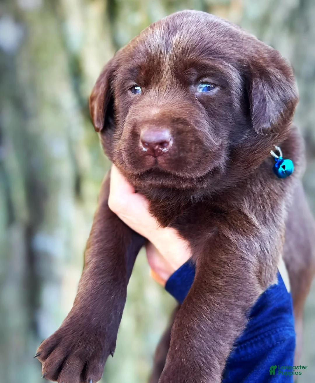 Labrador Retriever dogs for sale: Labrador Retriever 1 - Ad 2