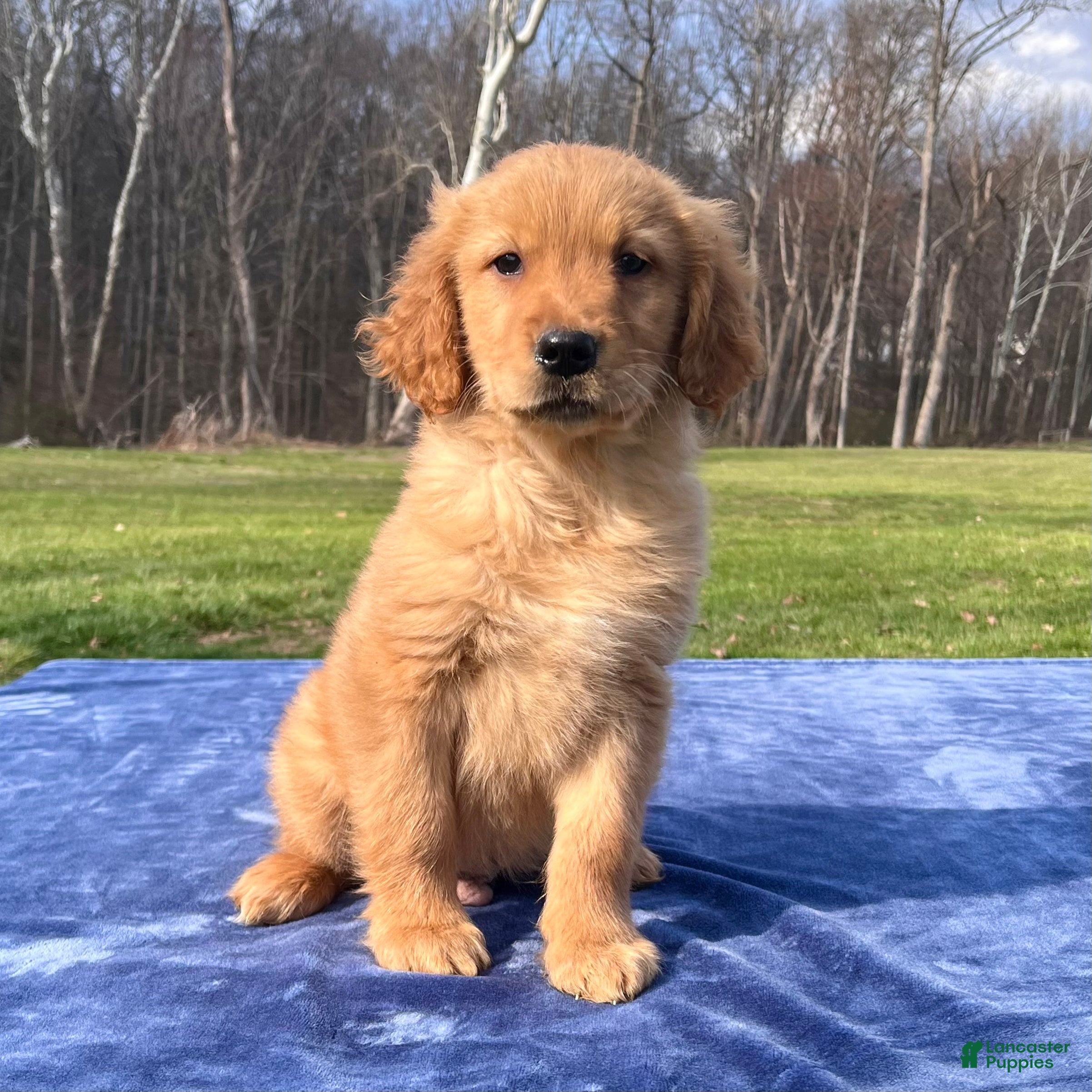 Golden Retriever dogs Reese - Ad 2