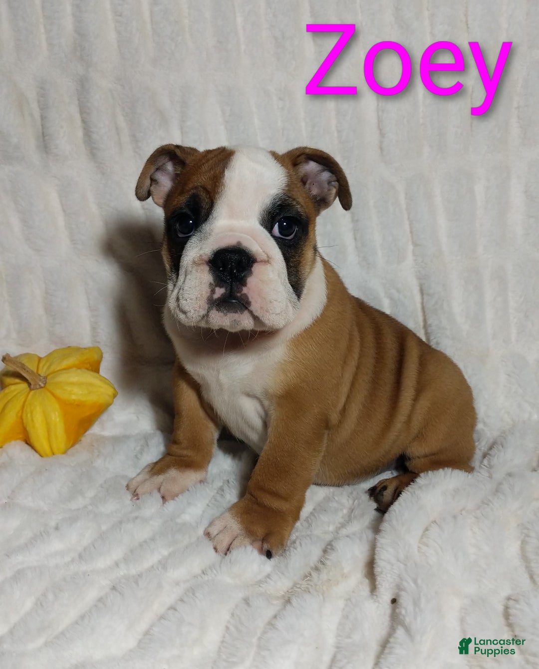 English Bulldog dogs for sale: AKC Zoey  - Ad 6