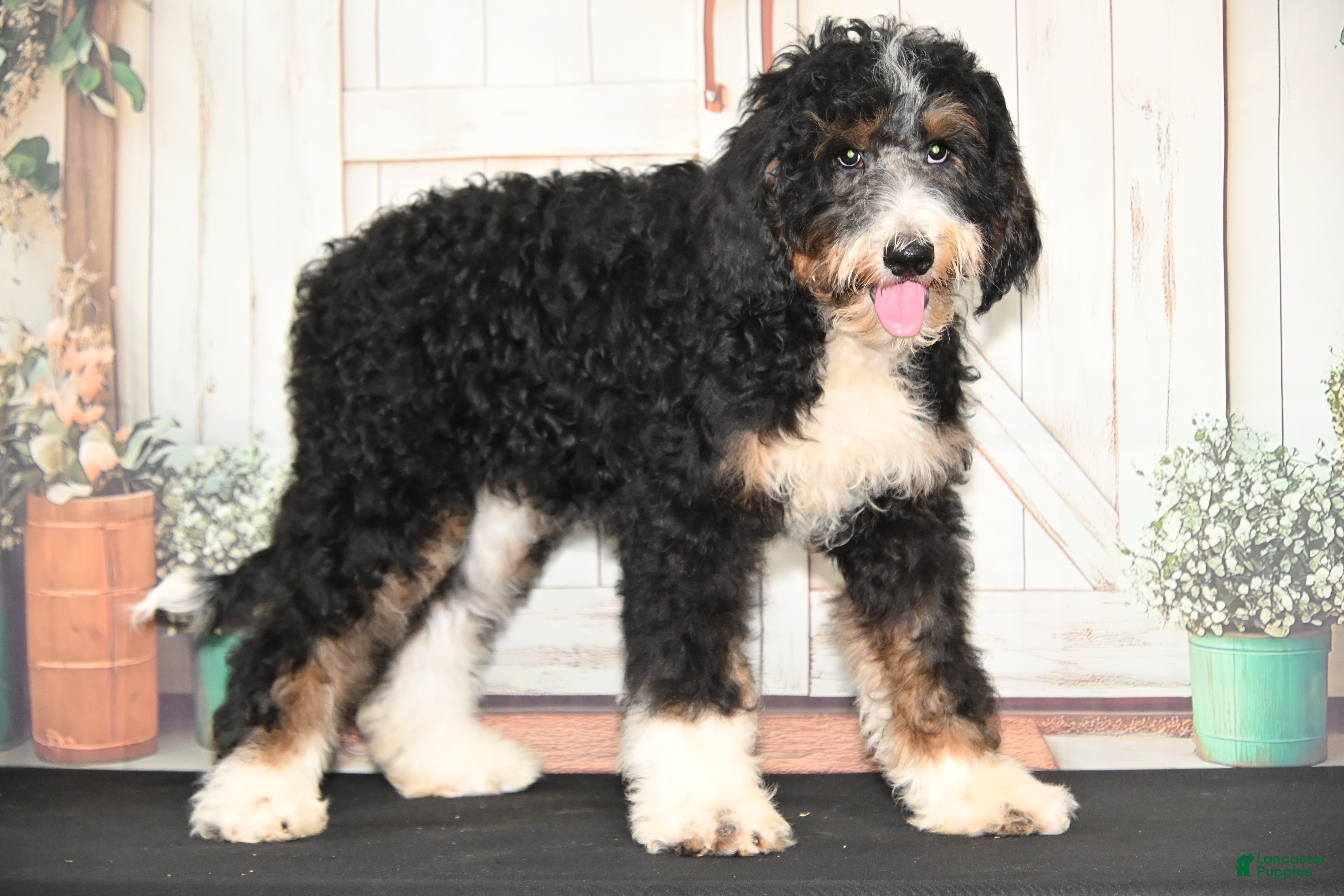 Bernedoodle dogs for sale: Spring - Ad 4