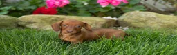 Miniature Dachshund dogs for sale: Ike  - Ad 10