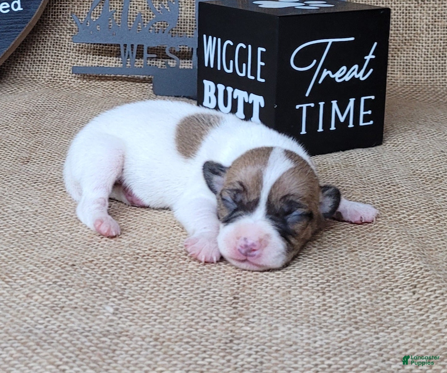 Jack Russell Terrier dogs Racer JRT Delivery available  - Ad 8