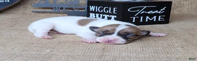 Racer JRT Delivery available 