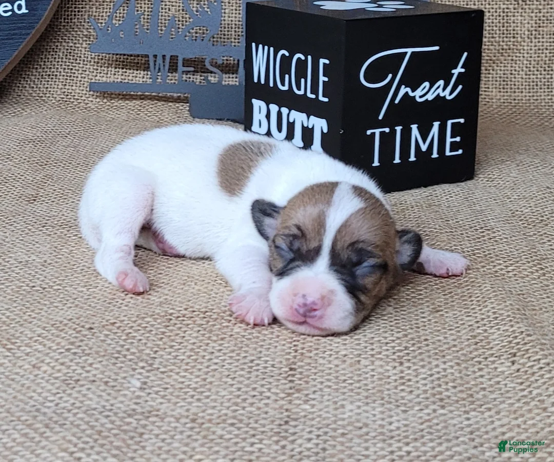 Jack Russell Terrier dogs for sale: Racer JRT Delivery available  - Ad 1