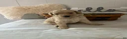 Goldendoodle dogs for sale: Goldendoodle Puppy 5 - Ad 12