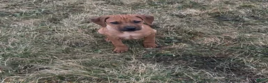SOLD Milo AKC RHODESIAN RIDGEBACK