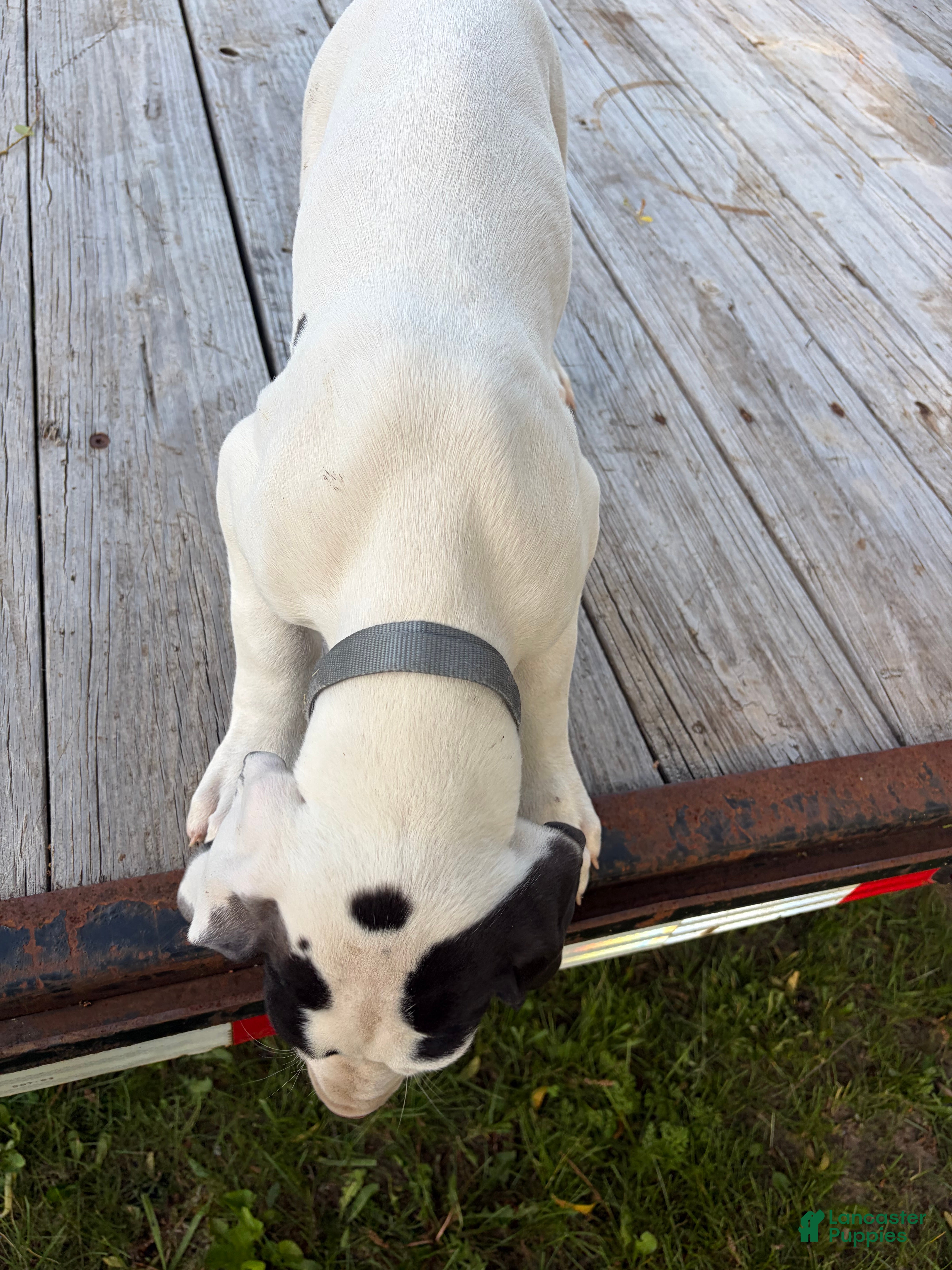 Great Dane dogs Great Dane 8 - Ad 29