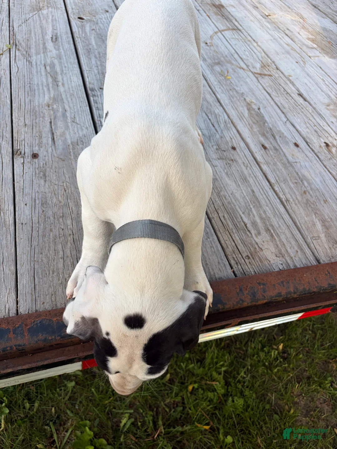 Great Dane dogs for sale: Great Dane 8 - Ad 1