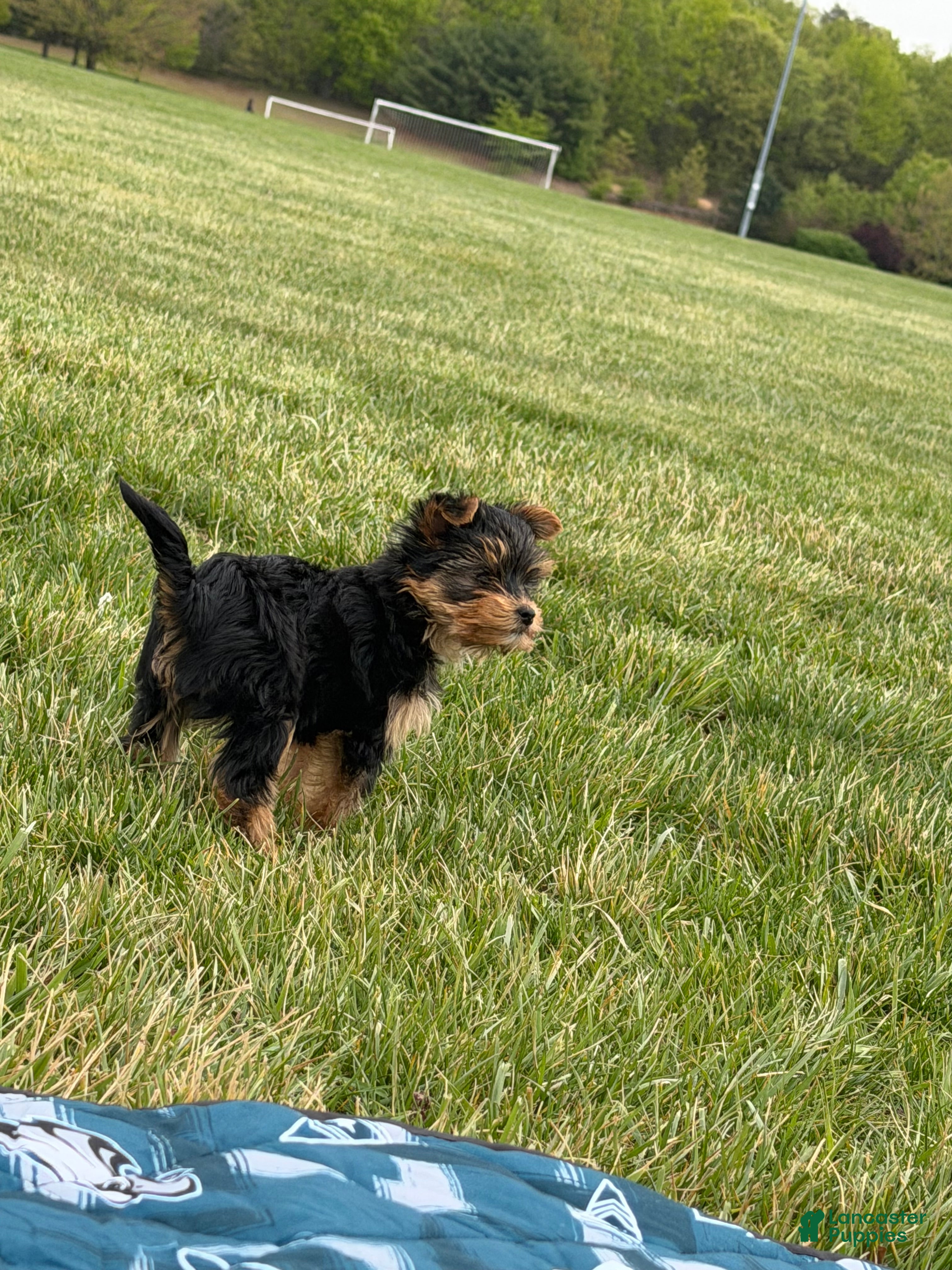 Yorkshire Terrier dogs Yorkshire Terrier Puppy 1 - Ad 2