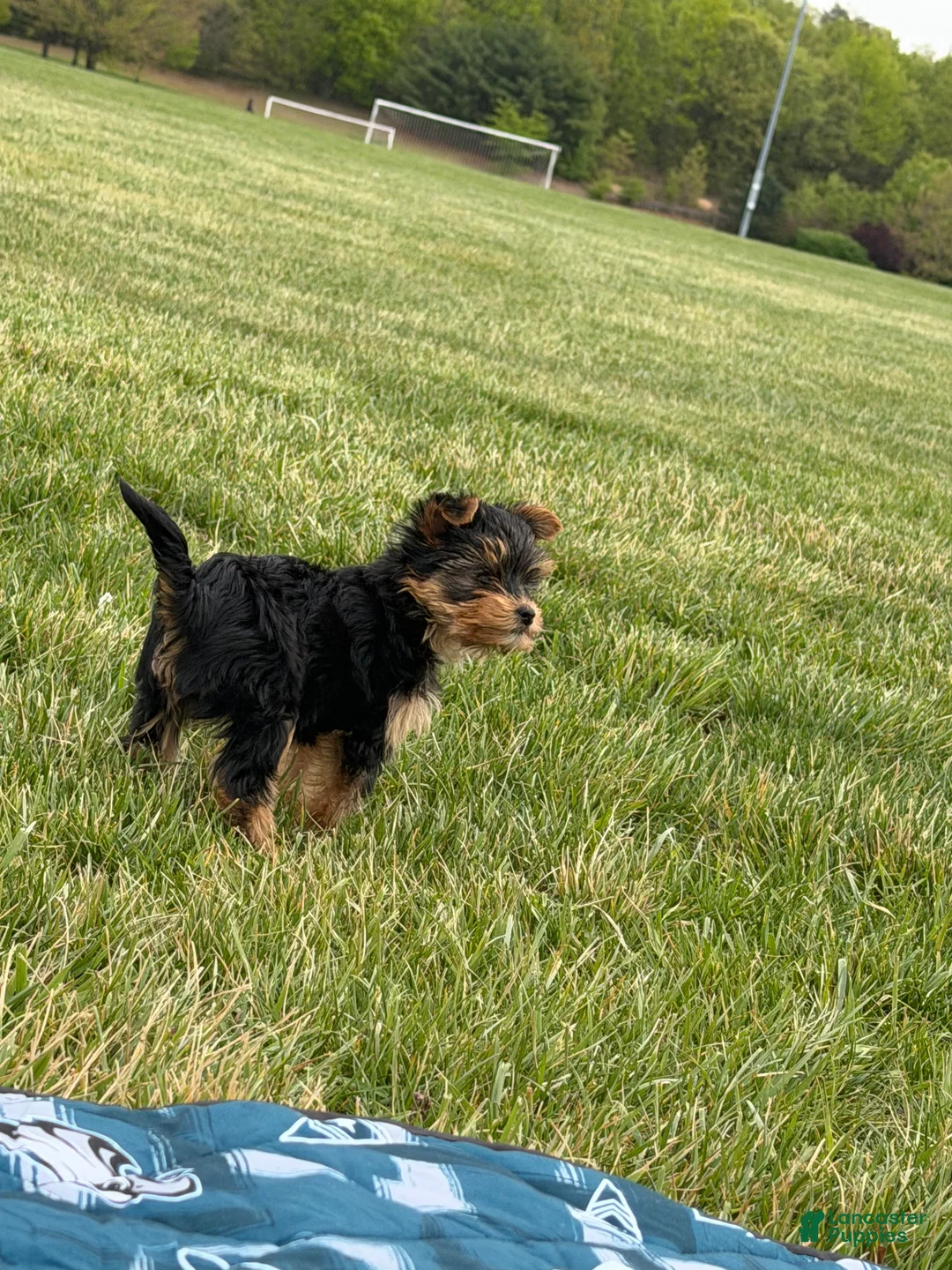 Yorkshire Terrier dogs for sale: Yorkshire Terrier Puppy 1 - Ad 2