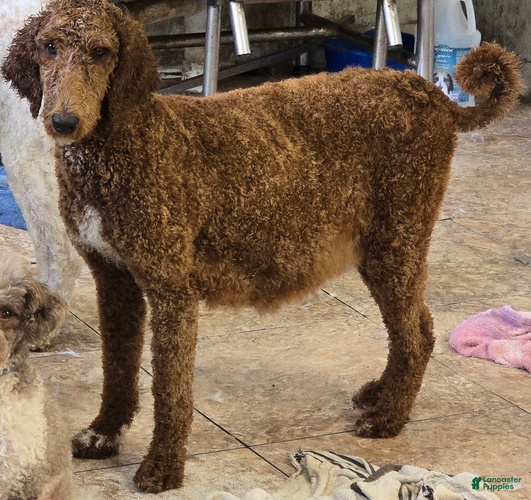 Standard Poodle dogs for sale: Holly - Ad 4