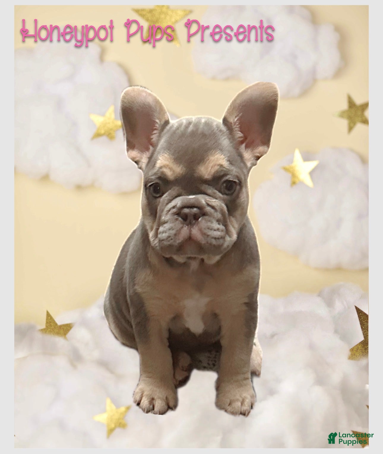 French Bulldog dogs FLUFFY CARRIER *DIOR* - Ad 2