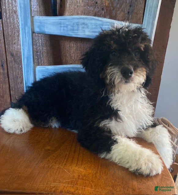 Mini Bernedoodle dogs Bo- mini/medium - Ad 1