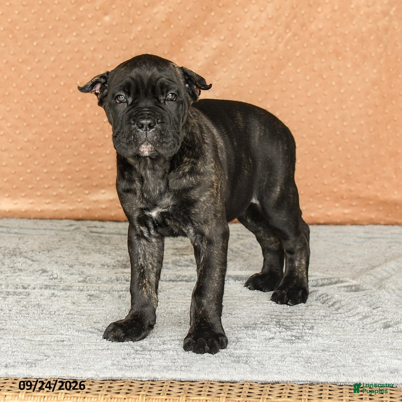 Cane Corso dogs Rochelle - Ad 2