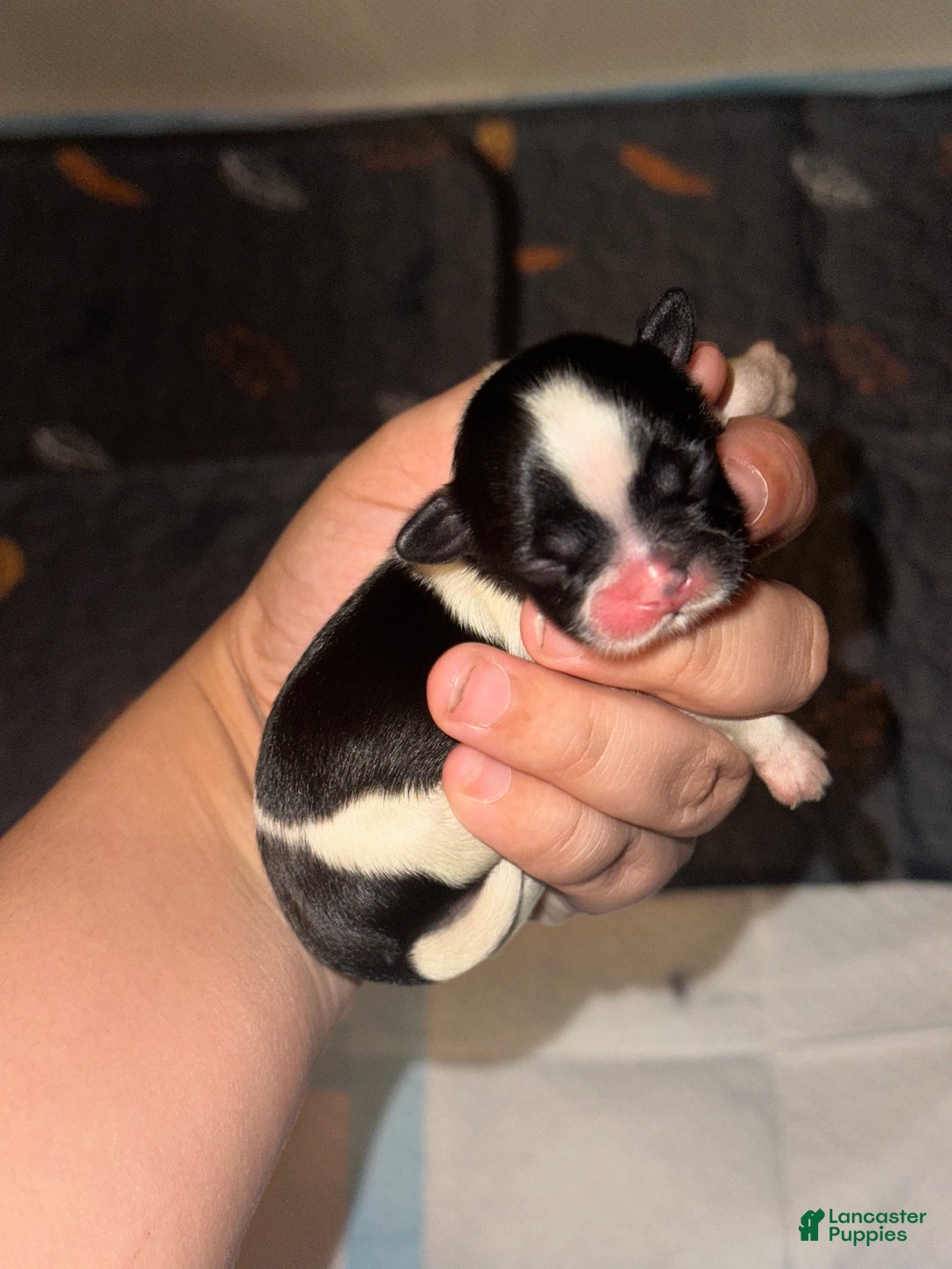 Shih Tzu dogs for sale: Shih Tzu Puppy 2 - Ad 1