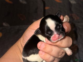 Shih Tzu dogs Shih Tzu Puppy 2 - Ad 37