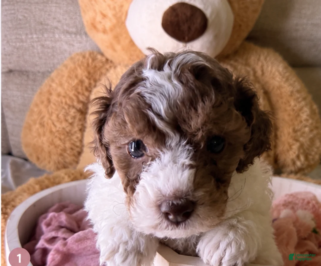 Cockapoo dogs for sale: Kylie - Ad 1