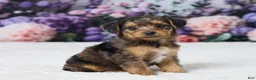 Yorkiepoo dogs for sale: Ronny - Ad 2