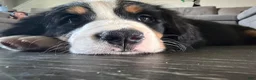 Bernese Mountain Dog dogs for sale: CamoGreen - Ad 27