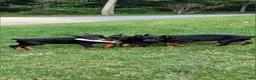 Doberman Pinscher dogs for sale: CANYON - Ad 8