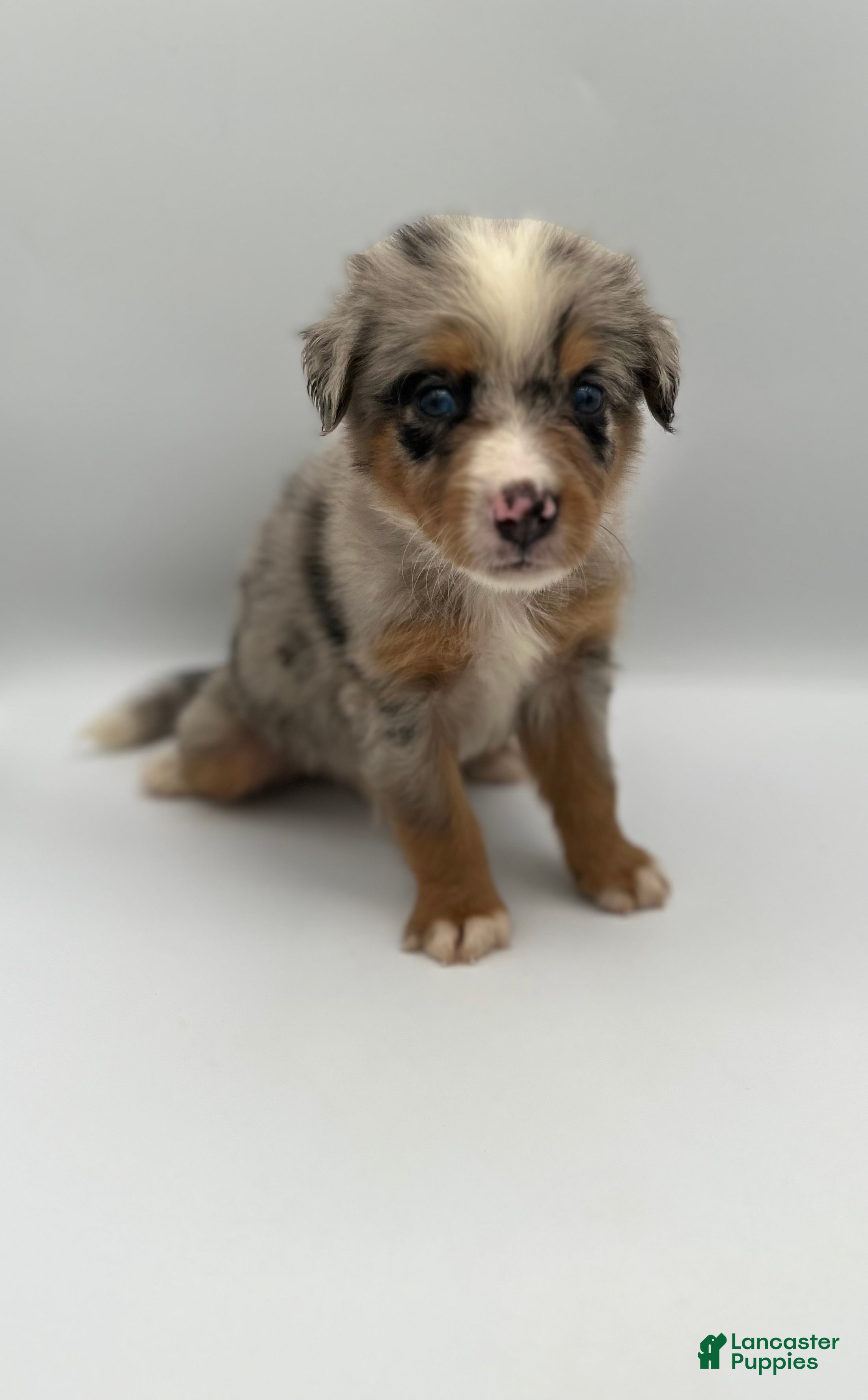Bernedoodle dogs Smokey - Ad 1