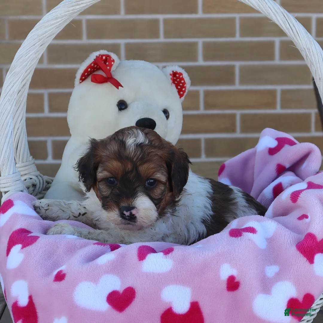 Mini Goldendoodle dogs for sale: Lyndon - Ad 2