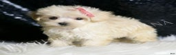Maltipoo dogs for sale: Precious - Ad 3