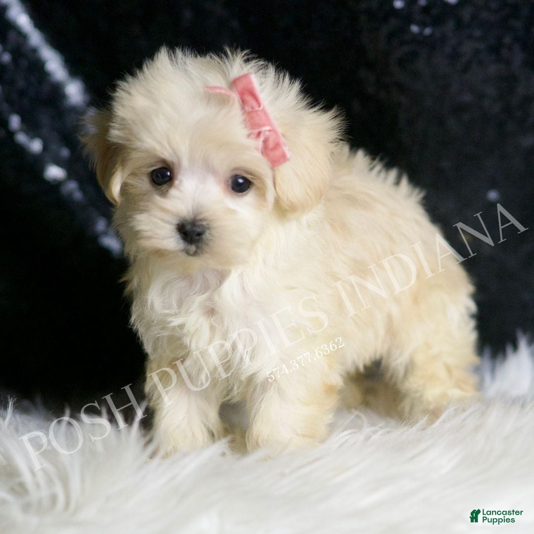 Maltipoo dogs for sale: Precious - Ad 3