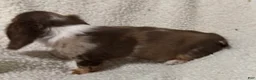 Miniature Dachshund dogs for sale: BLAZE - Ad 6