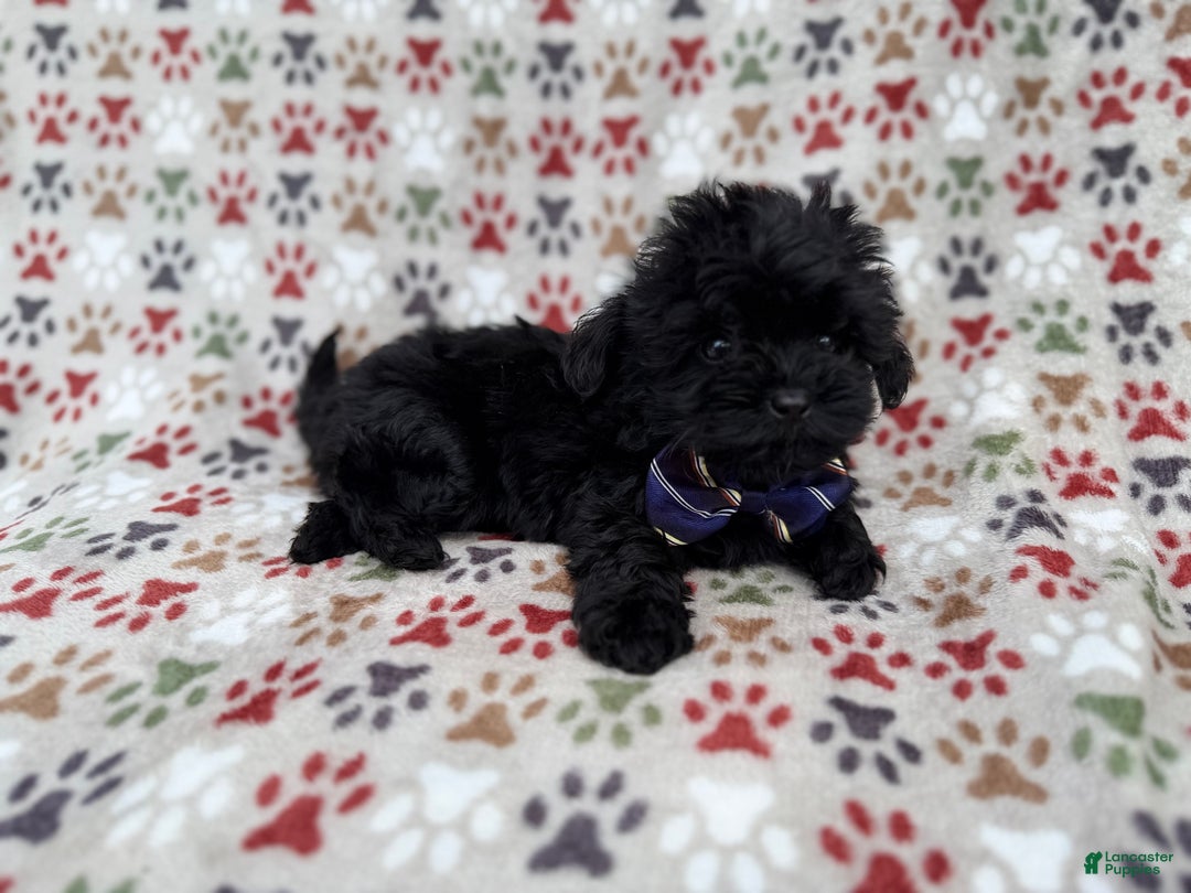 Shihpoo dogs for sale: Binx - Ad 2