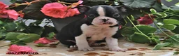 Boston Terrier dogs for sale: Luke - Ad 3