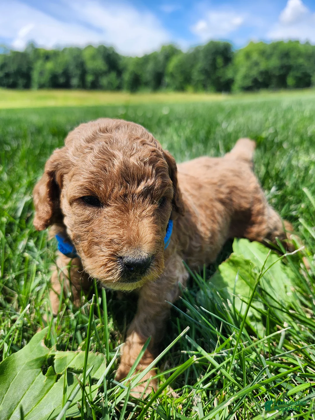 Standard Poodle dogs for sale: Sky - Ad 1