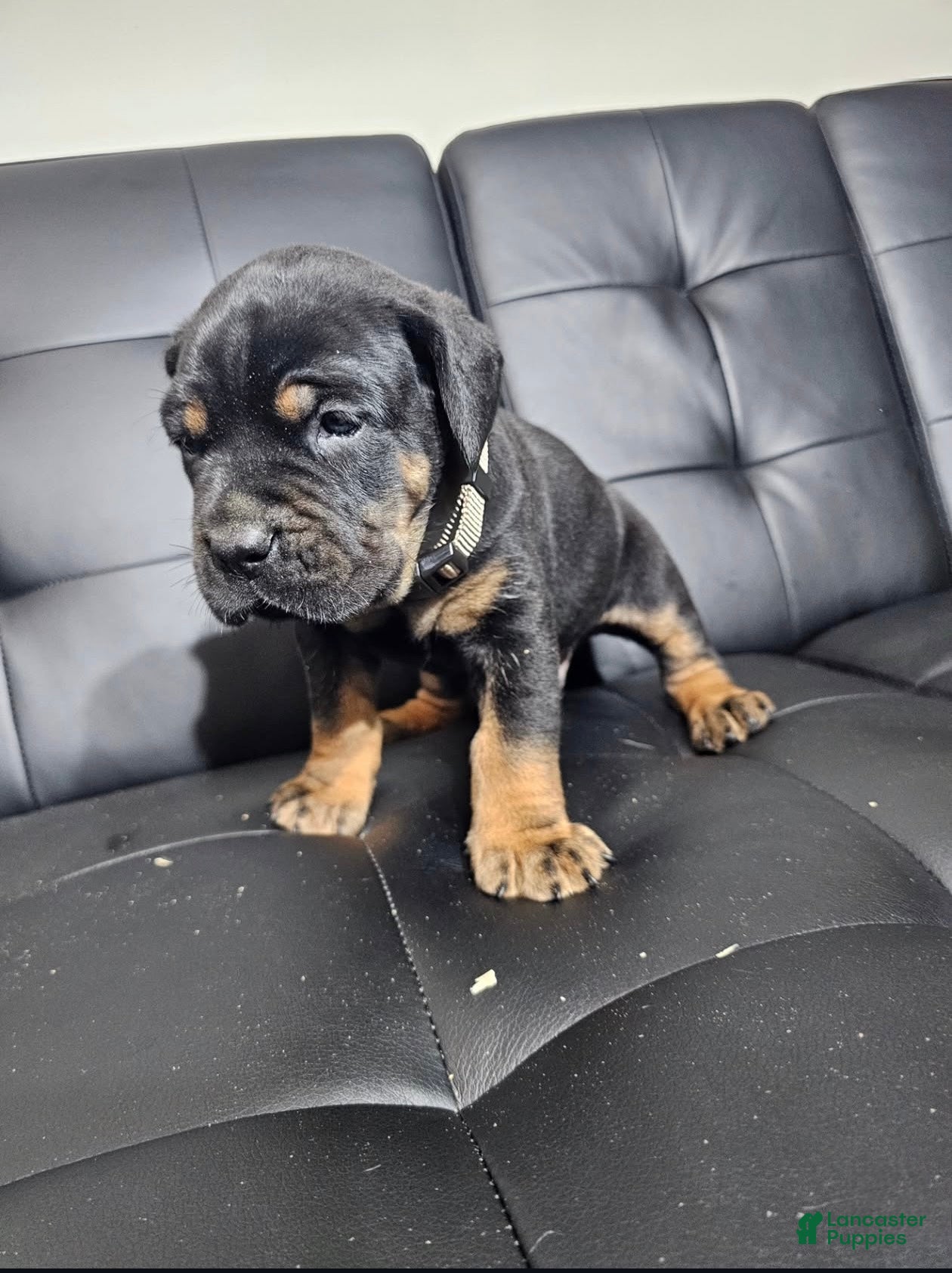 Cane Corso dogs for sale: Exalted Empire Cullinan- Black/Tan (North American Mastiff) - Ad 2