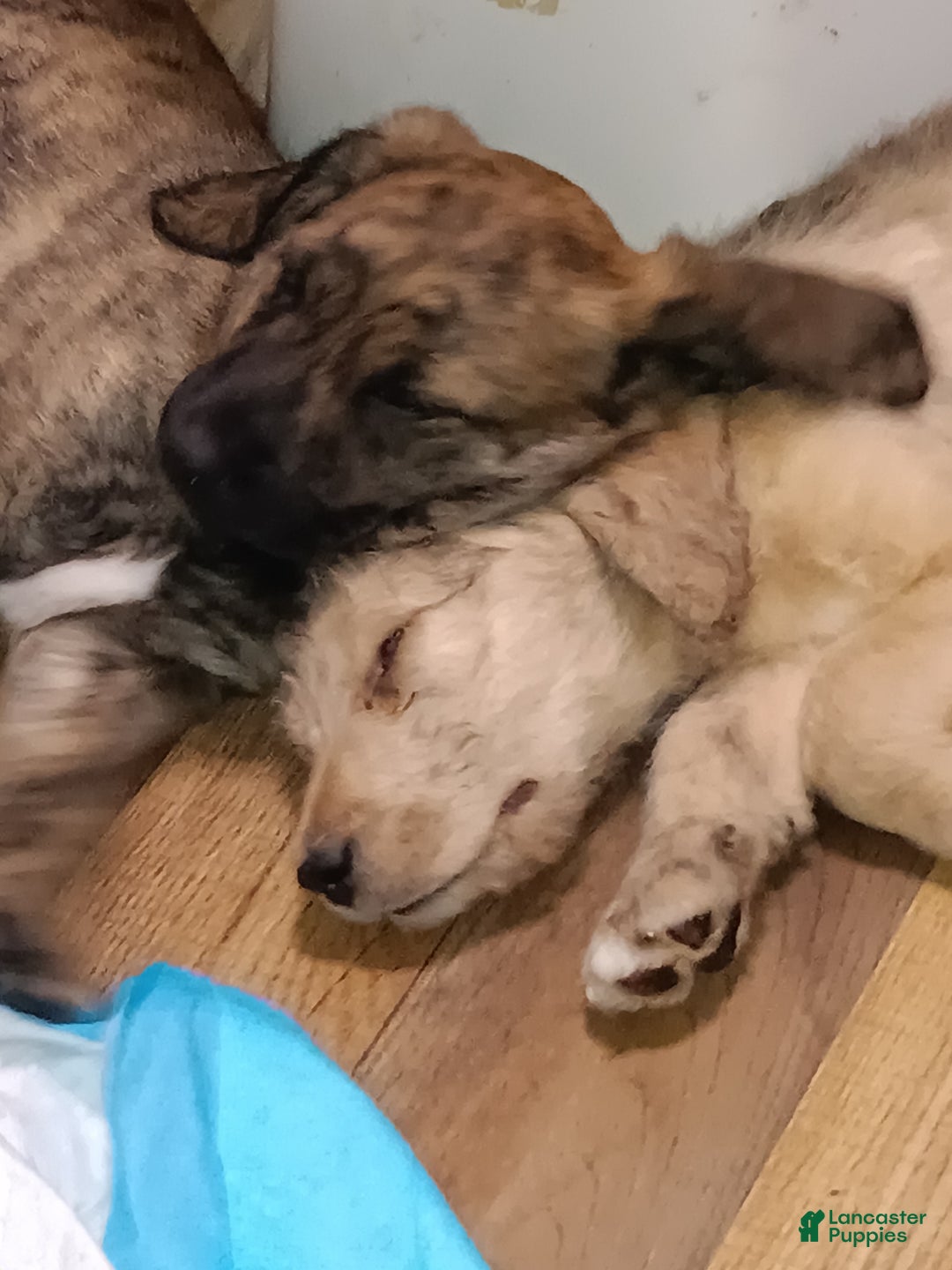 Labradoodle dogs for sale: Creamy mae - Ad 12