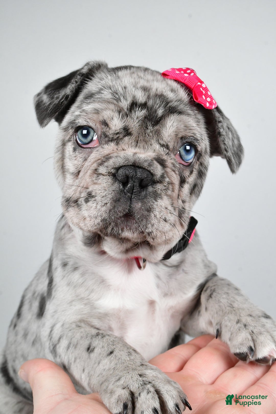 French Bulldog dogs for sale: Abby  - Ad 6