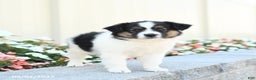 Miniature Australian Shepherd dogs for sale: Jack  - Ad 4