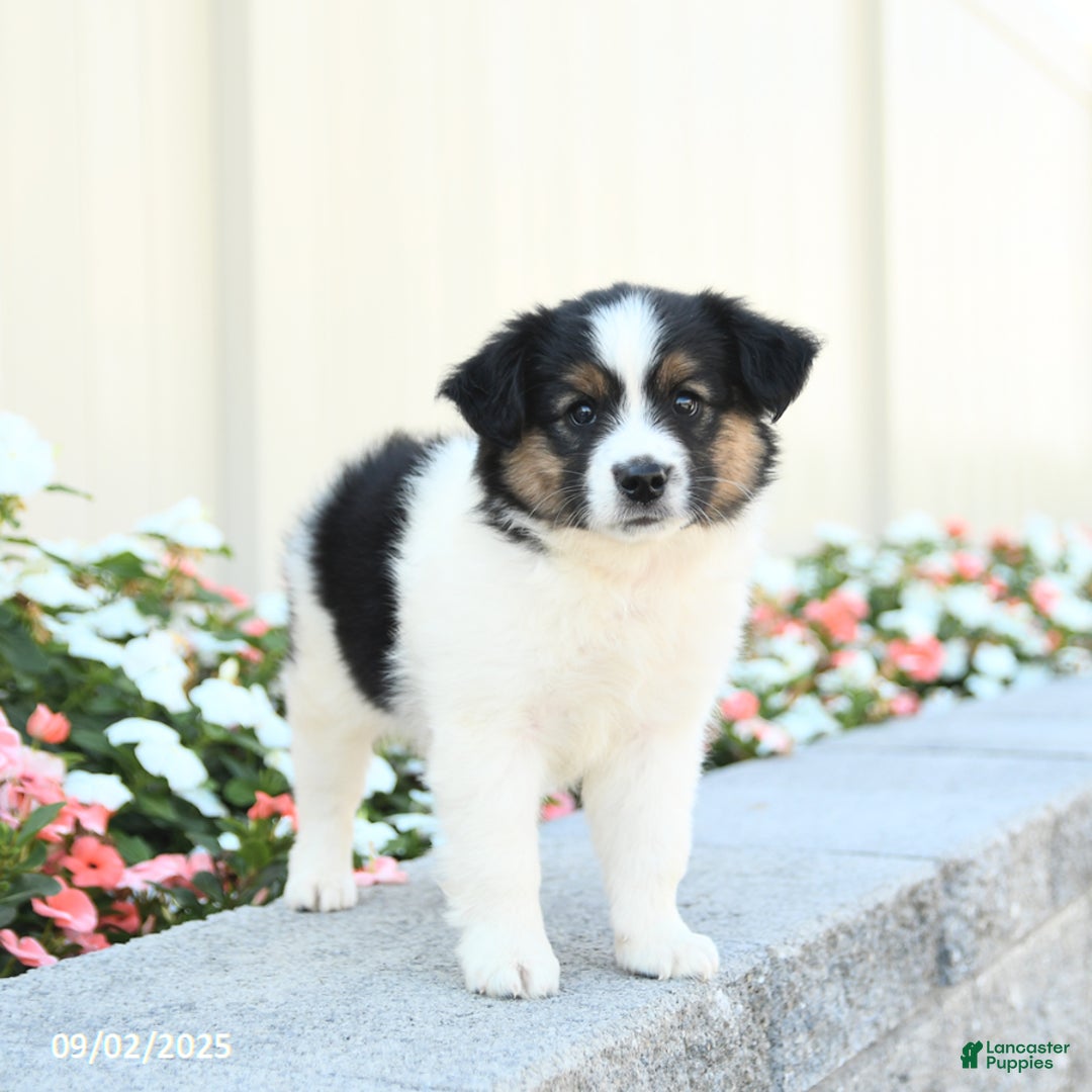Miniature Australian Shepherd dogs for sale: Jack  - Ad 4