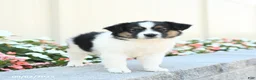 Miniature Australian Shepherd dogs for sale: Jack  - Ad 4