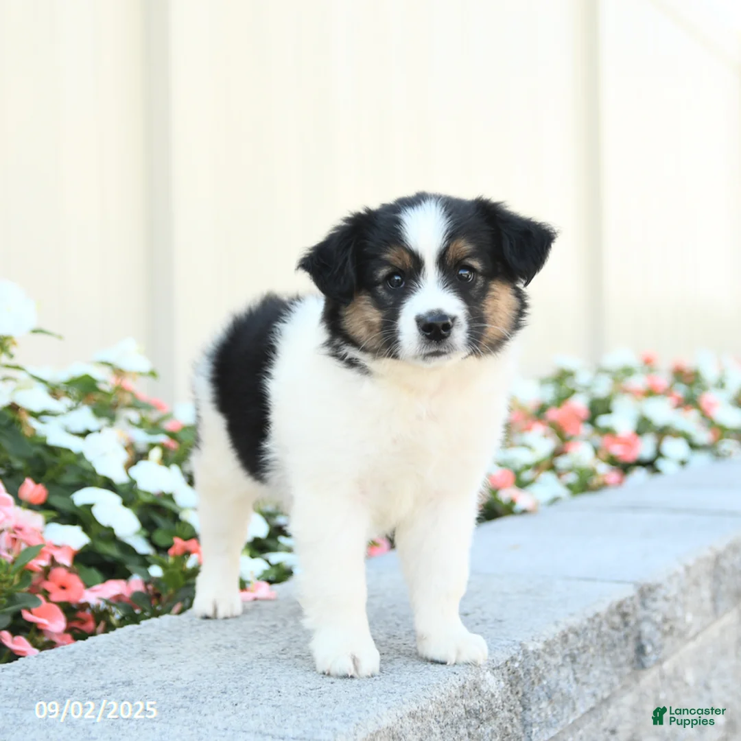 Miniature Australian Shepherd dogs for sale: Jack  - Ad 4