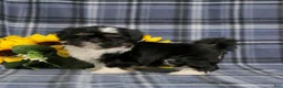 Shih Tzu dogs for sale: Buster - Ad 4