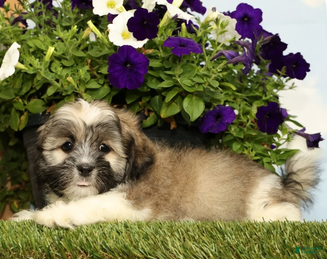 Lhasa Apso dogs for sale: Kingston - Ad 2