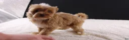 Shihpoo dogs for sale: Theo - Ad 10