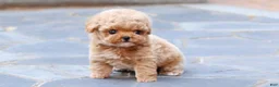 Toy Poodle dogs for sale: Toy Poodle 1 - Ad 9
