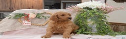 Goldendoodle dogs for sale: Rogen - Ad 7