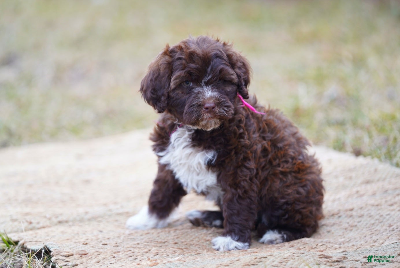 Portuguese Water Dog dogs Sofi  - Ad 12