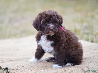 Portuguese Water Dog dogs Sofi - Ad 1