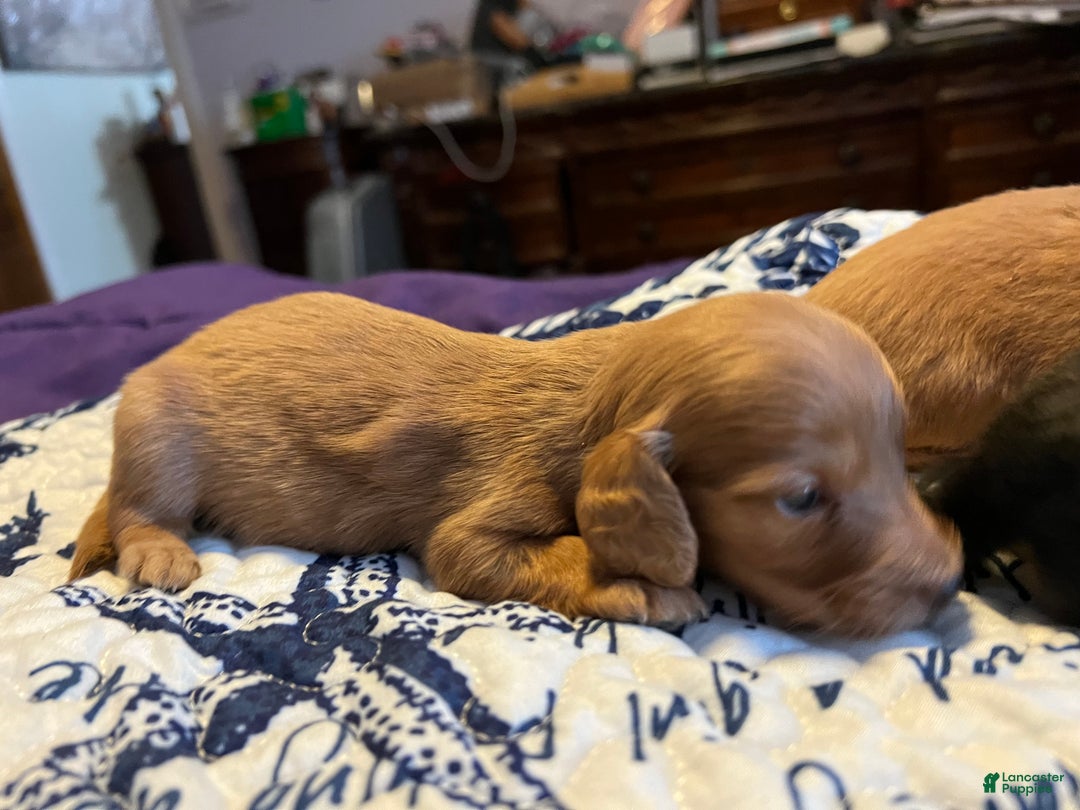 Miniature Dachshund dogs for sale: Triscuit Russian red - Ad 6
