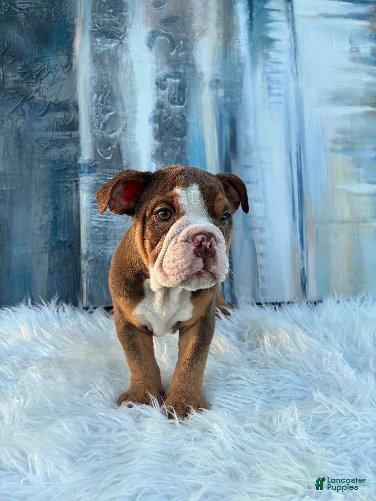 English Bulldog dogs Mocha - Ad 1