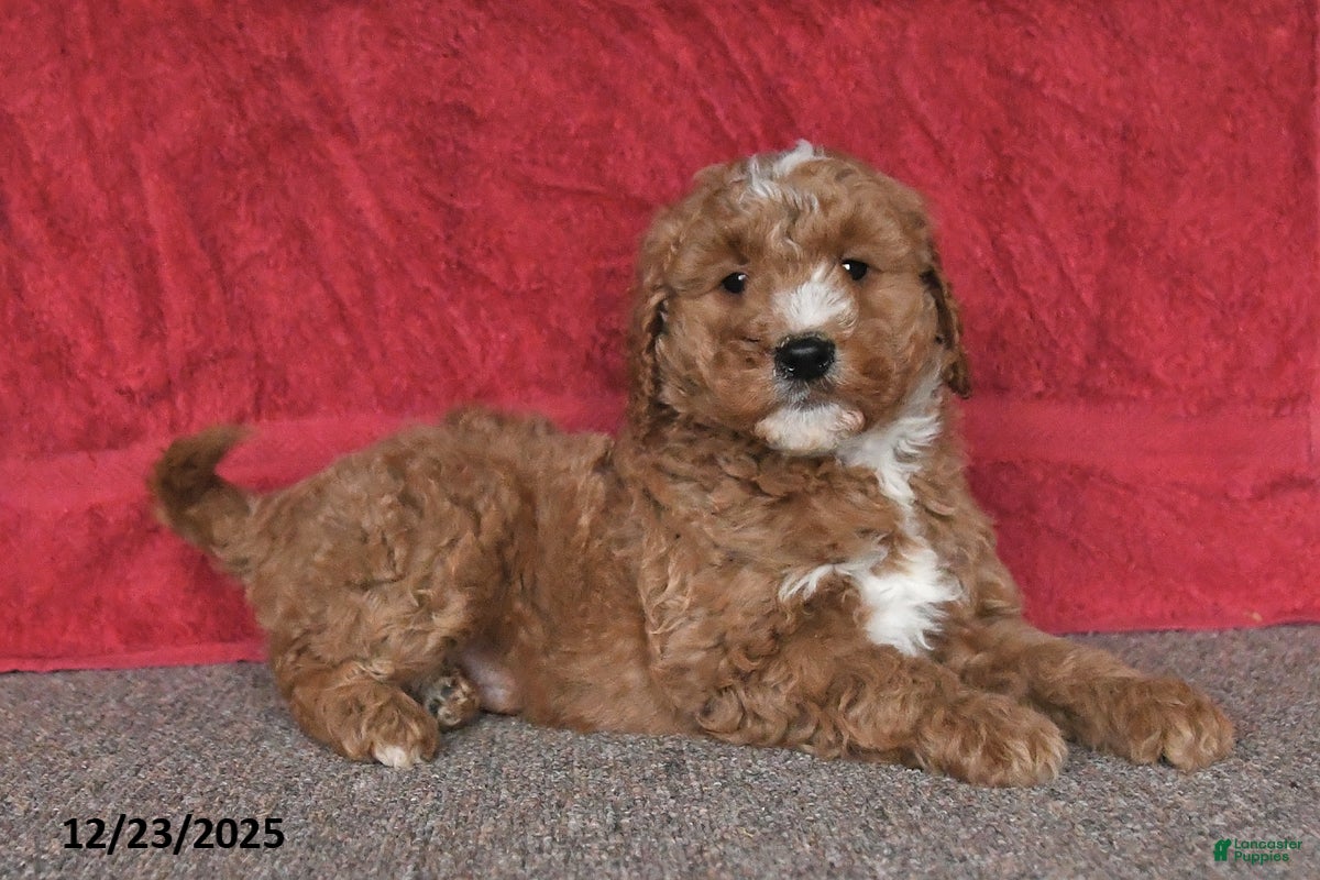 Mini Goldendoodle dogs Ben - Ad 14
